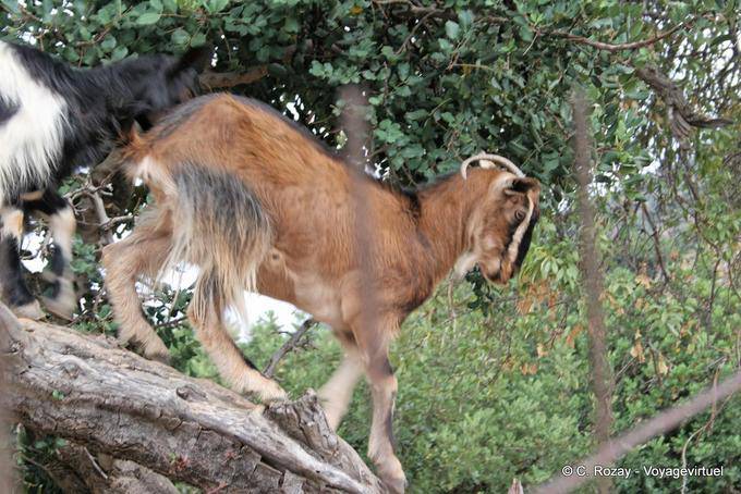 Goat acrobatics, Lassithi - Crete, Greece
