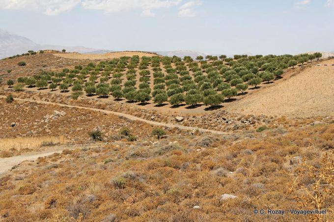 Lentas, planting of olive trees on the hill - Crete, Greece