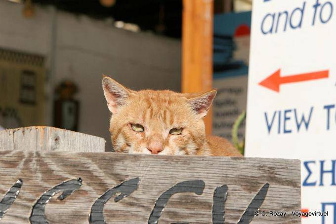 The red cat Matala - Crete, Greece