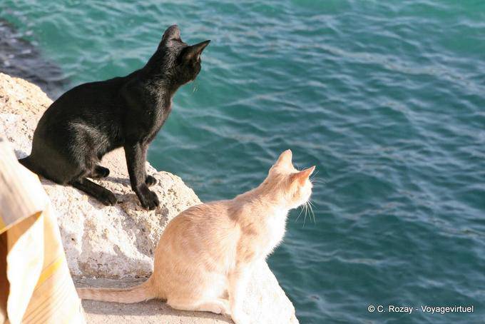 Two cats looking at the sea, Matala - Crete, Greece