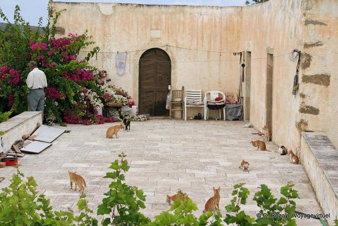 The court cats, Toplou - Crete, Greece