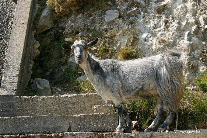 Goat in the mountain between Paleochora and Sougia - Crete, Greece