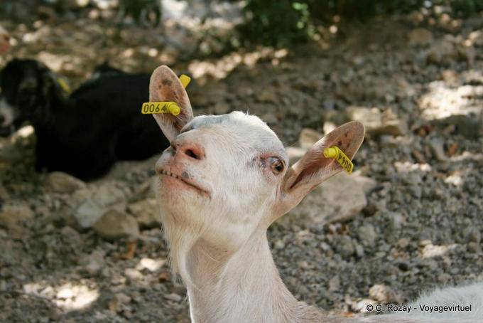 Zaros encounter with a goat, Rouvas Gorge - Crete, Greece