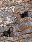 Anopolis Goats climbing, Crete.
