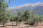 Anopoli, Olives and mountains, Crete.