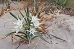 Sandy beach of flowers, Elafonissi, Crete.