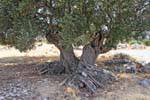 Old olive tree trunk tortured to Kastelli, Crete.