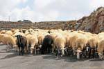 Flock of sheep on the road to Karidi, Crete.