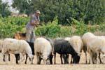 Shepherd leaning on his cane traditional, Lassithi, Crete.