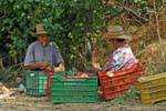 Pickers sorting potatoes, Lassithi Plateau, Crete.
