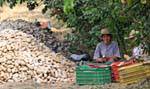 Harvest potatoes, Oropedio Lassithiou, Crete.