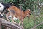 Goat acrobatics, Lassithi, Crete.