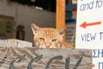 The red cat Matala, Crete.