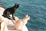 Two cats looking at the sea, Matala, Crete.