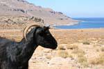 Zakros black goat, Crete.