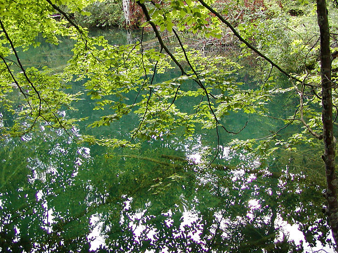 Green reflection in the green water, Plitvice, Croatia
