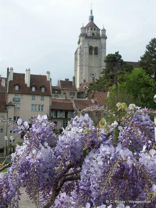 Wisteria before the bell tower of the church of Notre Dame, Dole - France
