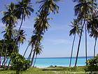 Tall palm trees on the Caribbean coast to Los Patos, Dominican Rep..