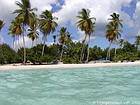 Palm trees on the playa Bayahibe, Dominican Rep..