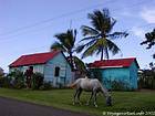 Horse grazing in front of the traditional huts, Dominican Rep..