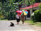 Under the sun umbrellas and dog scratching, Dominican Rep..