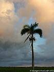 Palm Tree under the clouds, Dominican Rep..