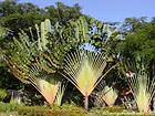 Traveller's Tree, Dominican Rep..