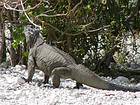 Rhinoceros iguana in action, Enriquillo Iguana, Dominican Rep..