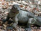 Look of iguana on the shore of Lago Enriquillo, Dominican Rep..