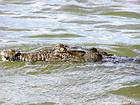 Crocodile head (Crocodylus acutus), Lake Enriquillo, Dominican Rep..