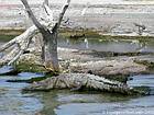 Crocodile camouflage in Salt Lake Enriquillo, Dominican Rep..