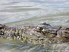 The eye of the American crocodile, Lago Enriquillo, Dominican Rep..