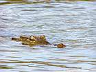 Eye and nose crocodile emerging from the salty waters of Lake Enriquillo, Dominican Rep..