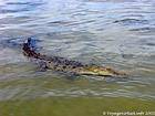 Crocodile with the approach in the salt water lake, Lago Enriquillo, Dominican Rep..