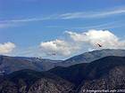 Flight flamingos, Enriquillo, Dominican Rep..