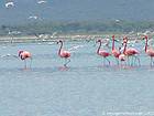 Flamingos, Lake Enriquillo, Dominican Rep..