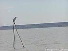 White heron or egret perched, Lake Enriquillo, Dominican Rep..
