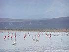 Flock of pink flamingos and egrets, Lago Enriquillo, Dominican Rep..