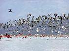 Flight of birds on the lake, Lago Enriquillo, Dominican Rep..