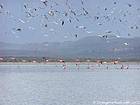 Crowd of birds flying over the Lago Enriquillo, ornithological paradise, Dominican Rep..