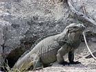 Terrier iguana, Parque Nacional Lago Enriquillo and Isla Cabritos, Dominican Rep..