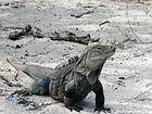 Iguana del Lago Enriquillo Cabritos, Dominican Rep..