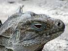 Head Rhinoceros Iguana Iguana or Ricordi, Lake Enriquillo, Dominican Rep..