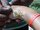 Yellow scorpion on hand, Lake Enriquillo, Dominican Rep..