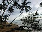Coconut examined the deserted beach, Juan Dolio, Dominican Rep..