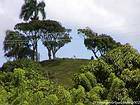 Cattle on top of a hill, Loaves, Dominican Rep..