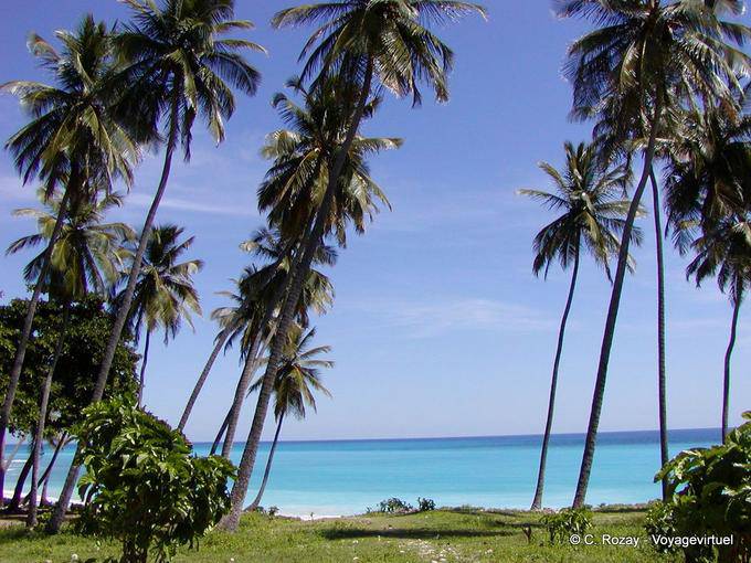 Tall palm trees on the Caribbean coast to Los Patos, Dominican Rep.
