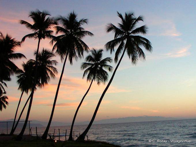 Coconut palms facing the Bahia de Neiba before Barahona, Dominican Rep.