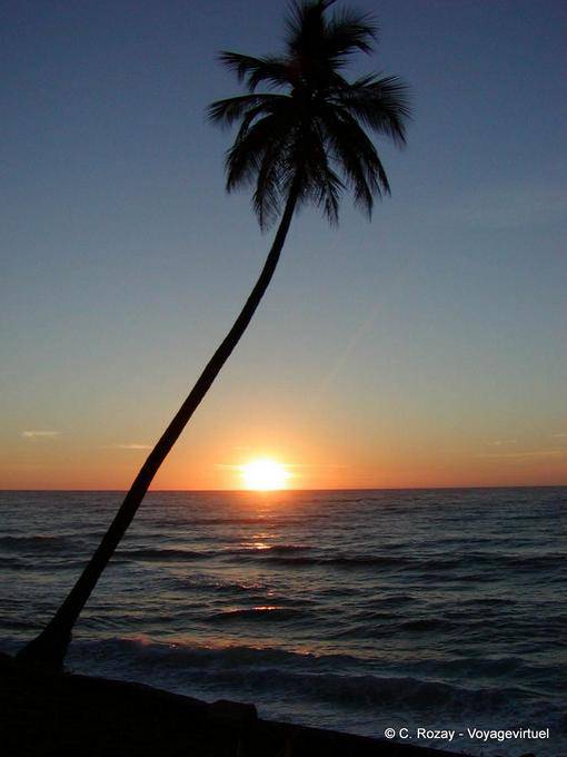 Palm tree on sunset, costa de Barahona (Playa Azul), Dominican Rep.