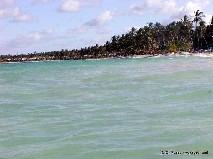 Planted coconut beach Bavaro, Punta Cana north coast, Dominican Rep.